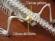 Hind limb/pelvis attachment in crocodile