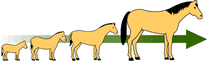 Horse evolution depicted as a trend