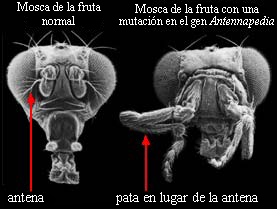 Effect of a mutation on a fruit fly