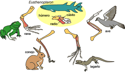 Homology of tetrapod forelimbs