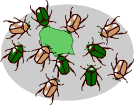Segunda generacin de escarabajos hambrientos