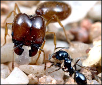 Two ants of the species Pheidole barbata, fulfilling different roles in the same colony