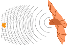 Echolocation in bats is an adaptation for catching insects.