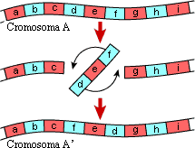 Chromosome inversion