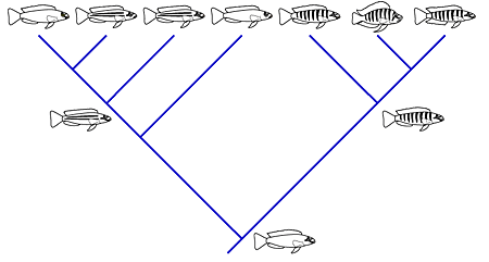An inferred cichlid phylogeny